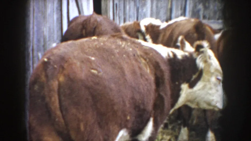 Brown and white cattle crowd in a fenced South Dakota farm enclosure, with one white-faced cow visible near the center.