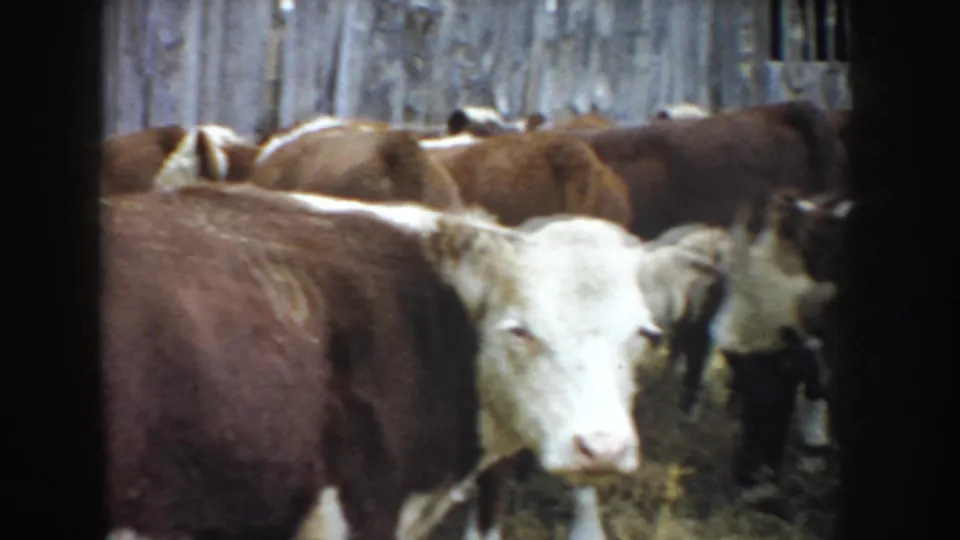 Cattle stand tightly packed in a 1953 South Dakota farm enclosure, including white-faced brown cows near the foreground.
