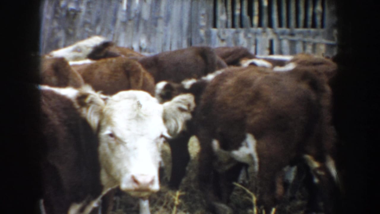 1953 South Dakota 8mm frame showing brown and white cattle clustered near weathered wooden barn fencing.