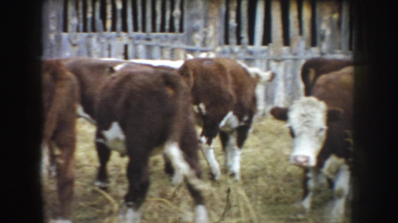 Several cows move through a barn pen with straw underfoot and wooden fencing behind them.
