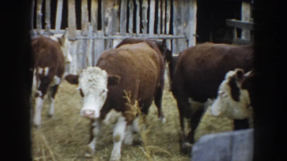 1953 South Dakota 8mm frame with a white-faced cow near the foreground and other cattle in a straw-covered pen.