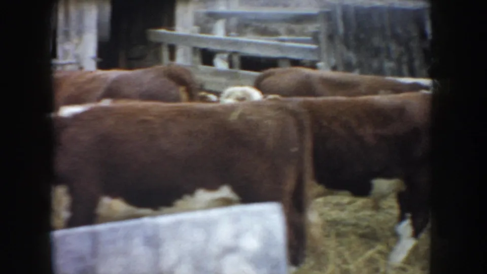 1953 South Dakota frame showing cattle crossing a straw-covered barn pen, with weathered boards and dark film borders visible.