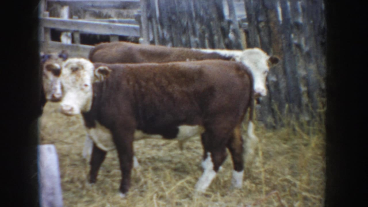 1953 South Dakota 8mm frame showing Hereford cattle in a dry wooden-fenced farm pen.