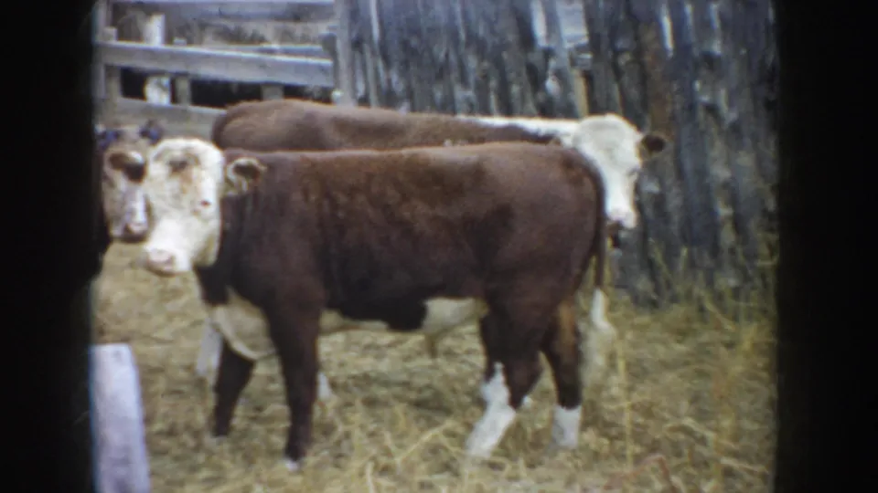 1953 South Dakota 8mm frame showing Hereford cattle in a dry wooden-fenced farm pen.