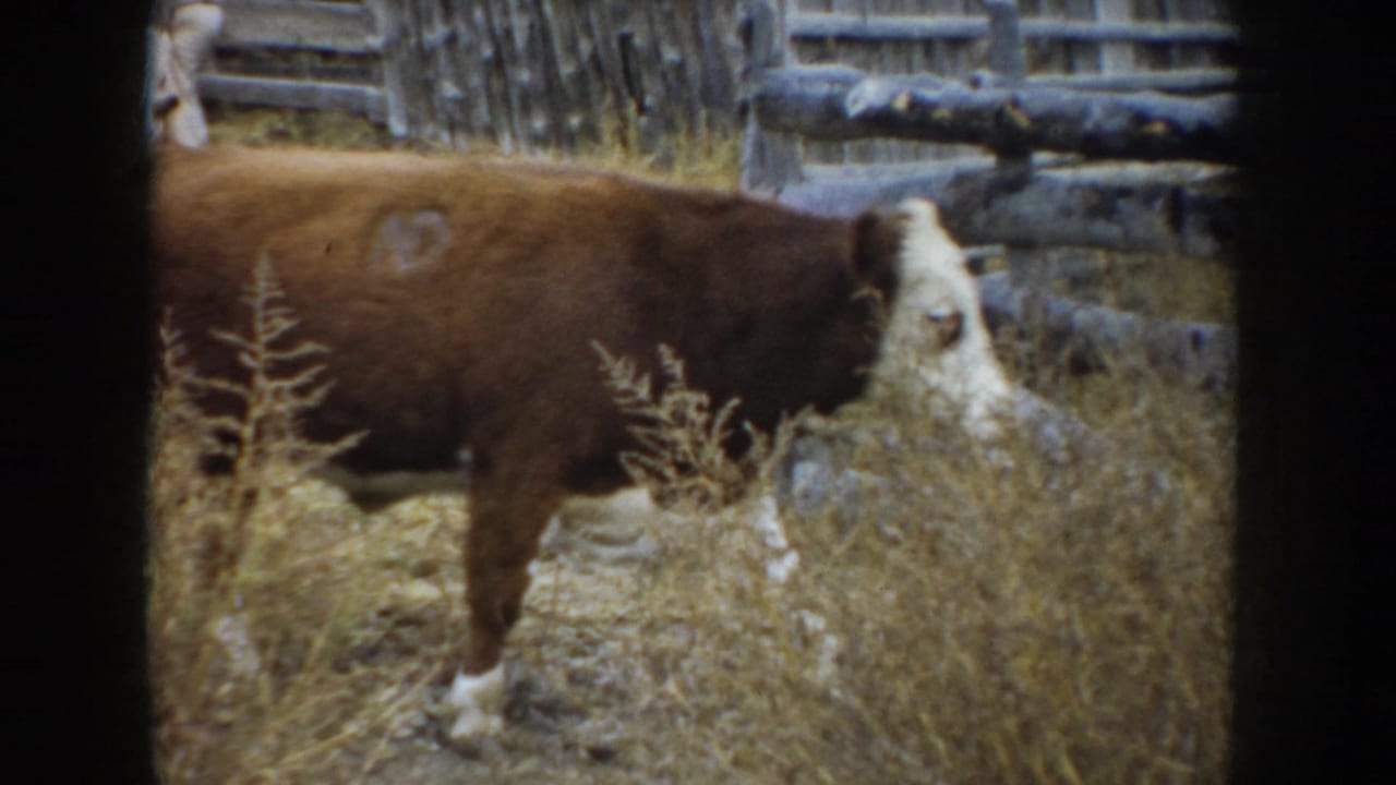 A brown-and-white cow moves past dry weeds near a rough wooden gate.