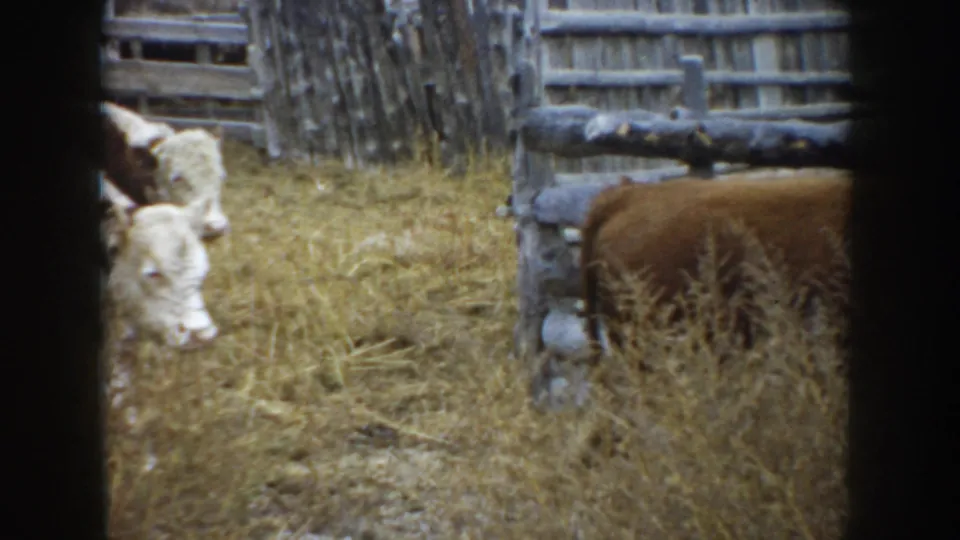 Cattle move through a dry South Dakota pen, partly cropped by the 8mm frame edge.