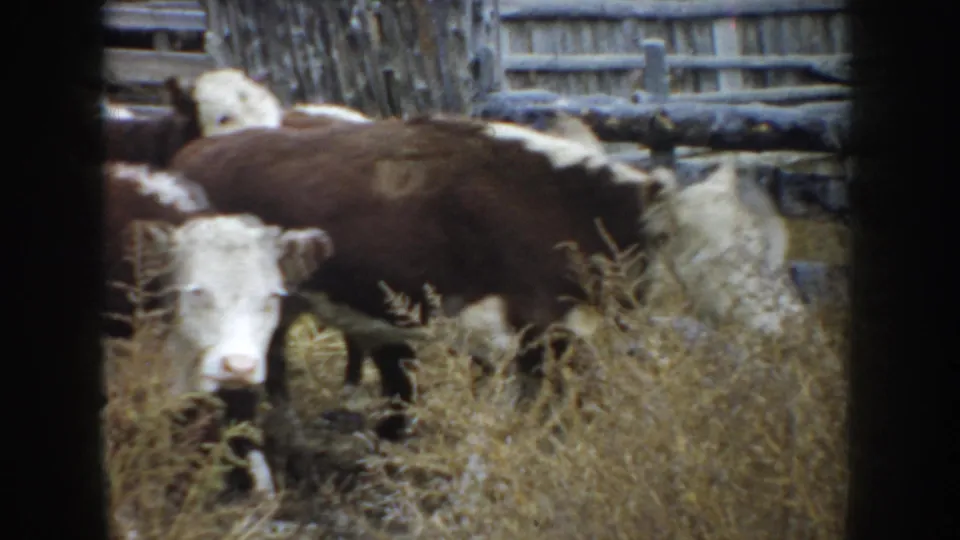 Group of Hereford cattle gathered in a South Dakota farm corral, filmed on soft 8mm footage.