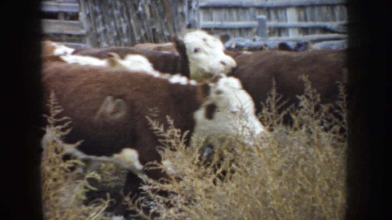 1953 South Dakota 8mm frame of Hereford cattle moving through dry grass beside a weathered wooden fence.