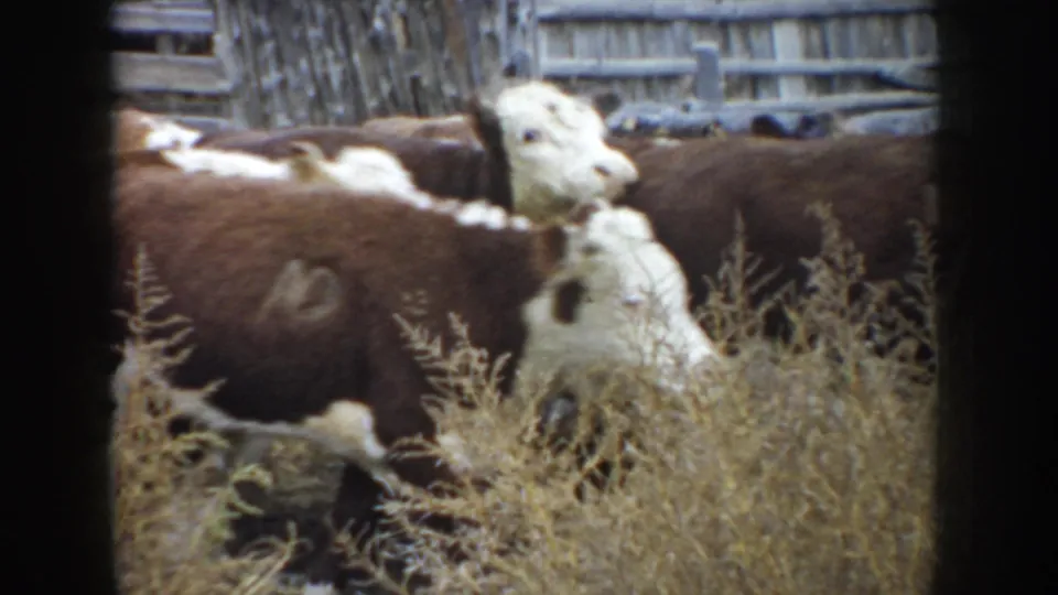 1953 South Dakota 8mm frame of Hereford cattle moving through dry grass beside a weathered wooden fence.