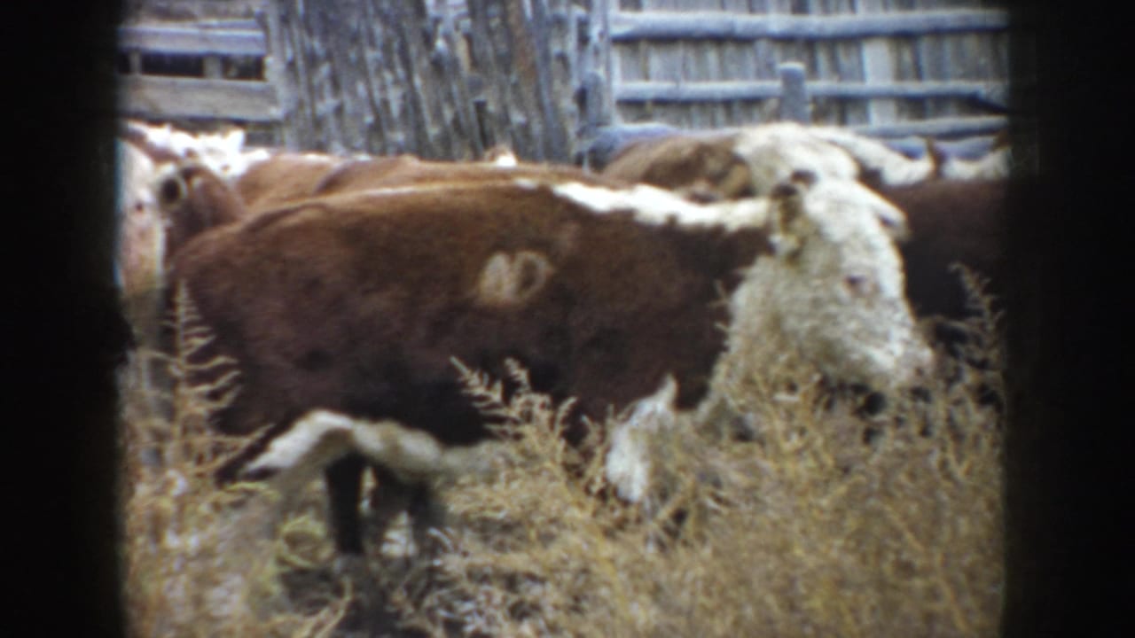 Several cattle pass behind dry weeds with a wooden fence in the background.