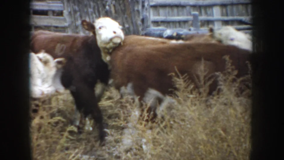 1953 South Dakota 8mm frame with a white-faced cow facing the camera among cattle in dry grass.