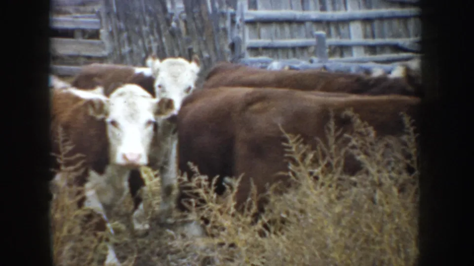 1953 South Dakota frame showing a young calf among Hereford cattle in dry grass by a weathered fence.