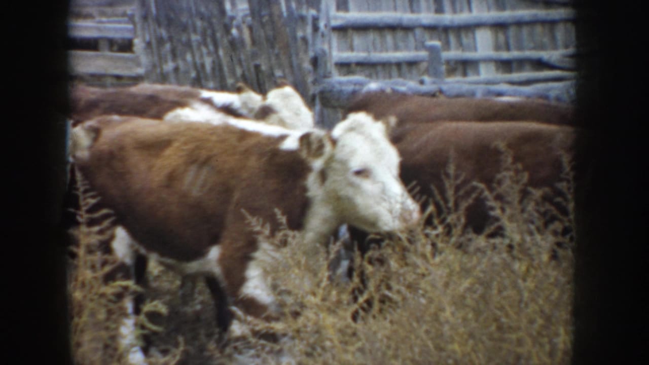 1953 South Dakota home-movie frame of brown-and-white Hereford cattle in dry pasture near a weathered wooden fence.