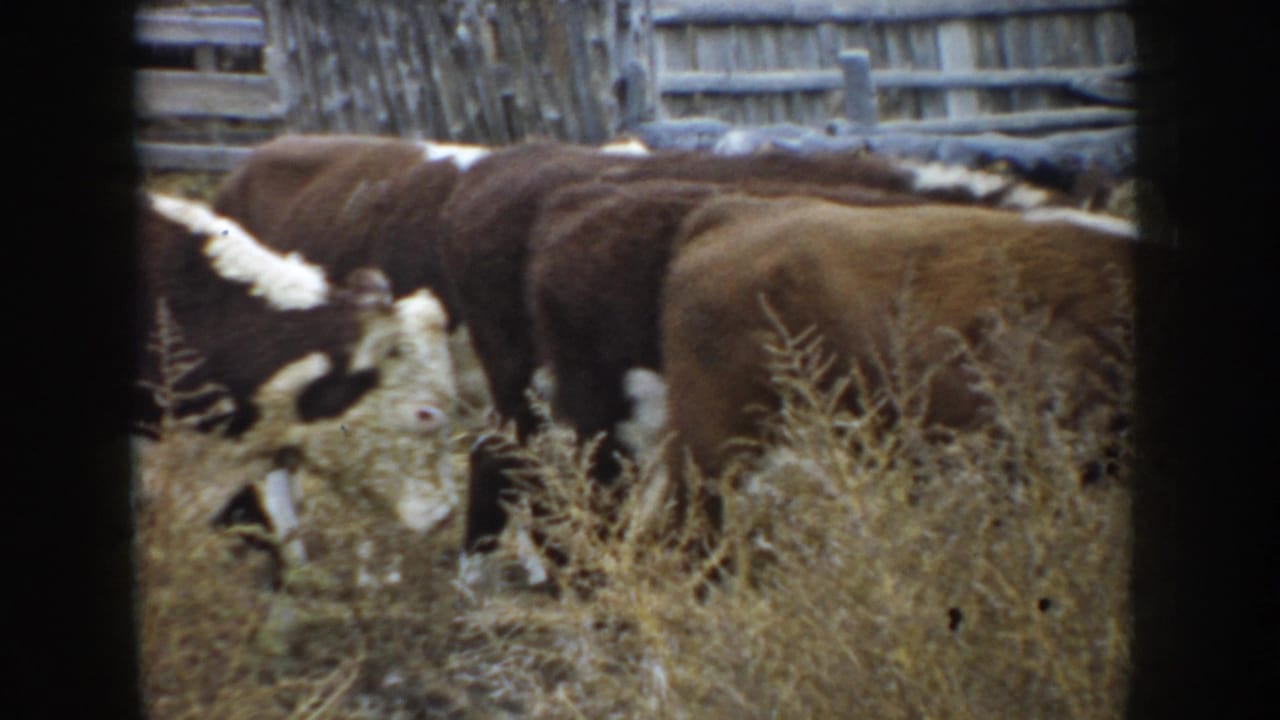 Several cattle move through tall dry weeds near a wooden fence.