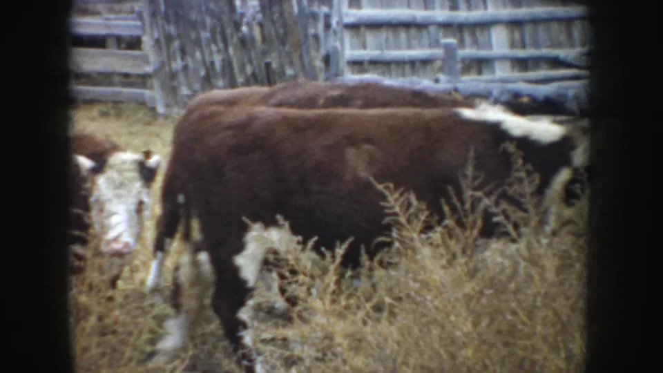 A Hereford cow is partly hidden by tall dry plants while the herd remains clustered near a weathered fence.
