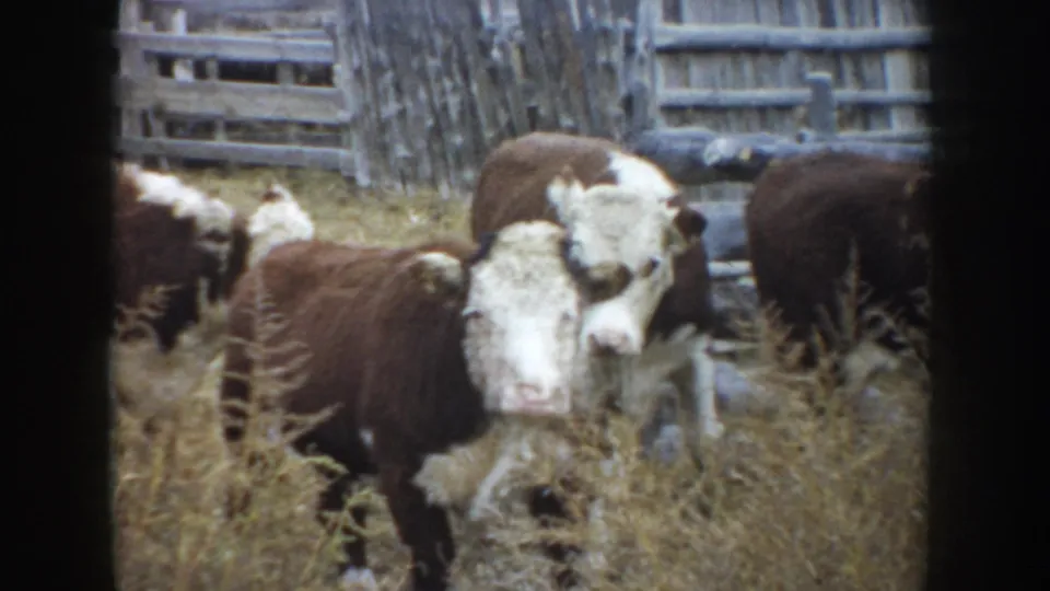 A young Hereford calf faces the camera as other cattle stand close together in a dry fenced South Dakota pasture.
