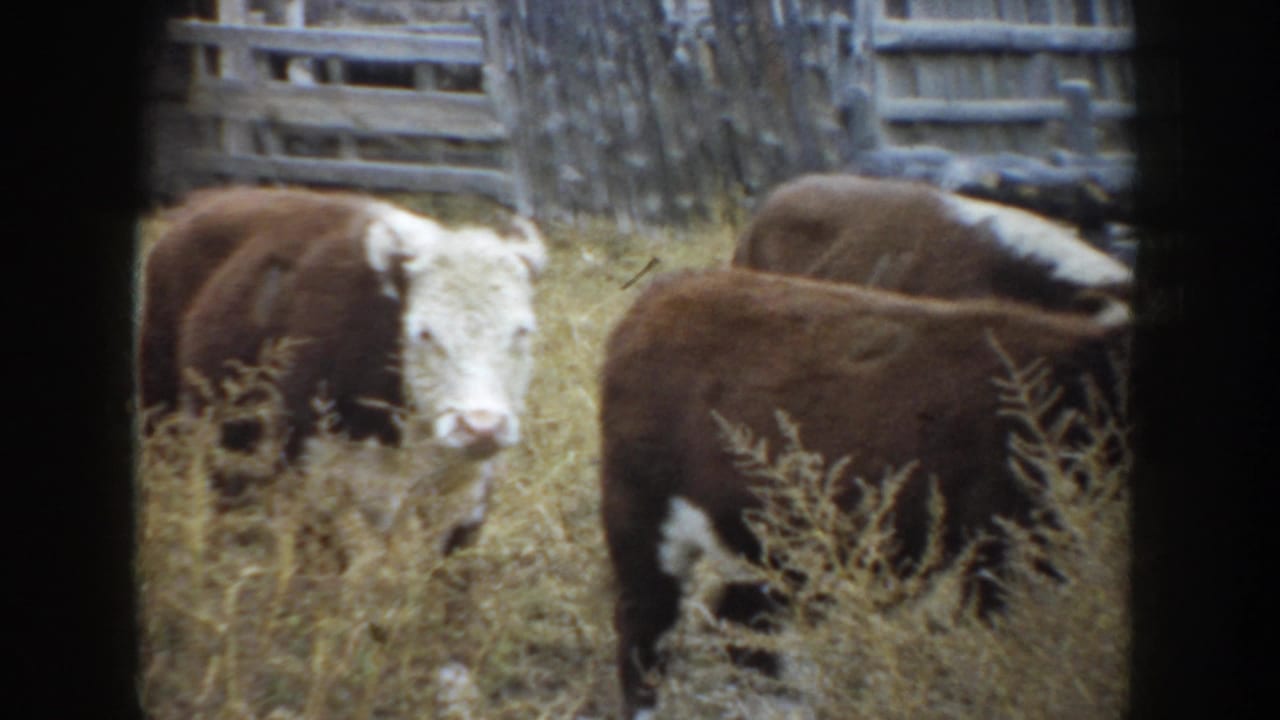 1953 South Dakota home-movie frame showing brown and white cattle in dry grass beside weathered wooden farm buildings.
