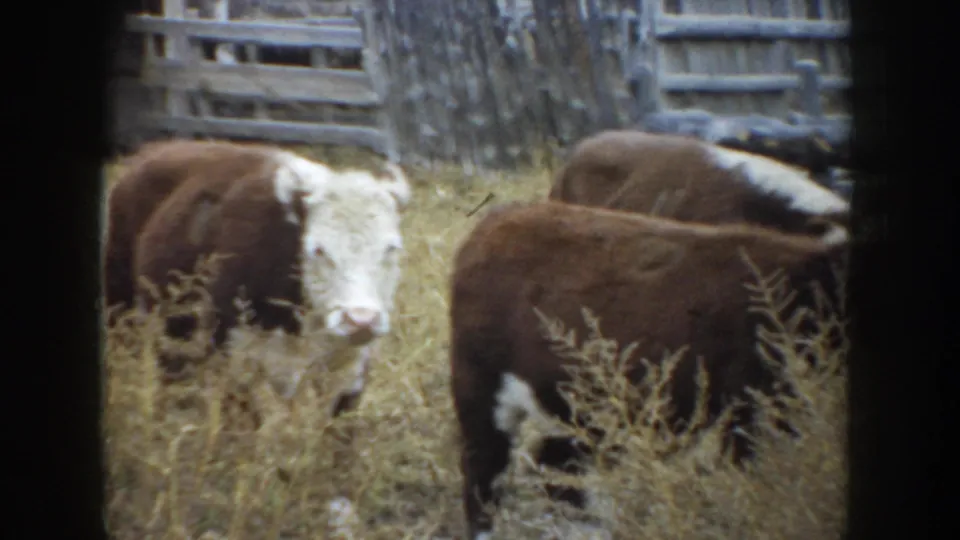 1953 South Dakota home-movie frame showing brown and white cattle in dry grass beside weathered wooden farm buildings.