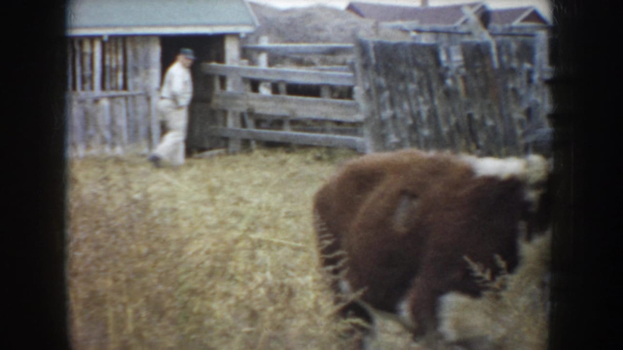A farmer stands near a wooden gate while cattle move through the grass.