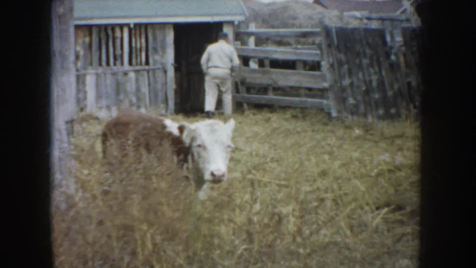 1953 South Dakota home-movie frame showing a farmer at a weathered barn gate with a white-faced cow in the foreground.