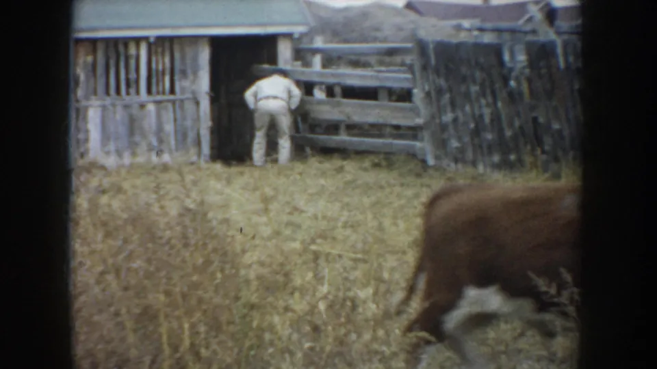 1953 South Dakota frame with a farmer bending at a wooden barn entrance while a brown cow crosses the dry farmyard.