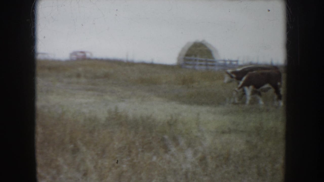 Brown and white cattle grazing in a South Dakota ranch field in 1953, with hay and fencing visible beyond.