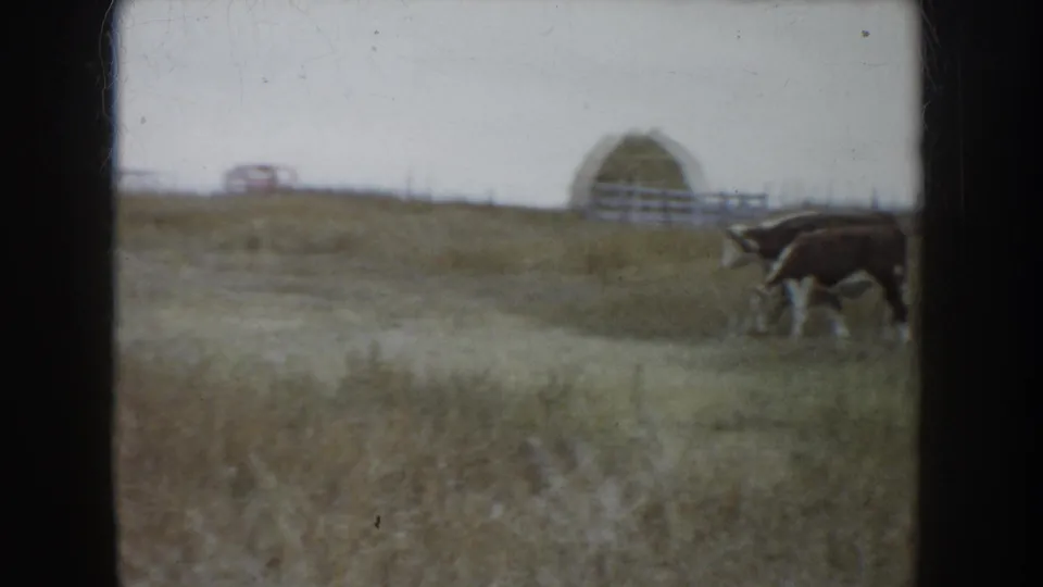 Brown and white cattle grazing in a South Dakota ranch field in 1953, with hay and fencing visible beyond.