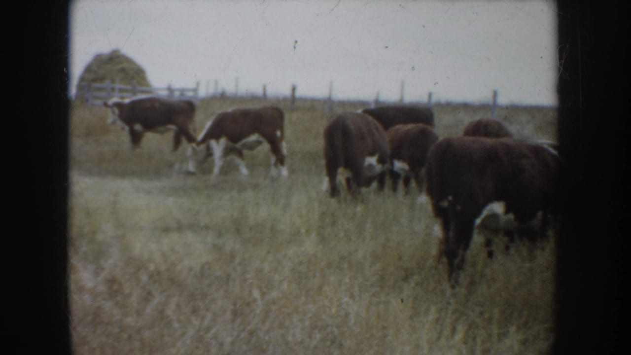 Small herd of brown and white cattle grazing in a South Dakota ranch field, with fence posts and hay in the background.