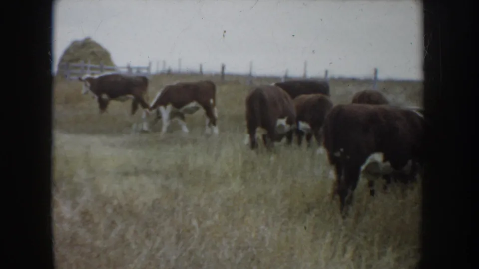 Small herd of brown and white cattle grazing in a South Dakota ranch field, with fence posts and hay in the background.