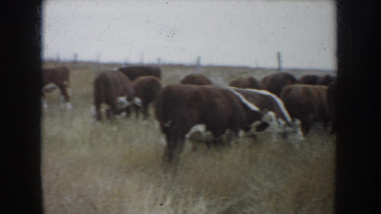 1953 South Dakota 8mm frame showing brown and white cattle grazing in dry pasture under a pale sky.