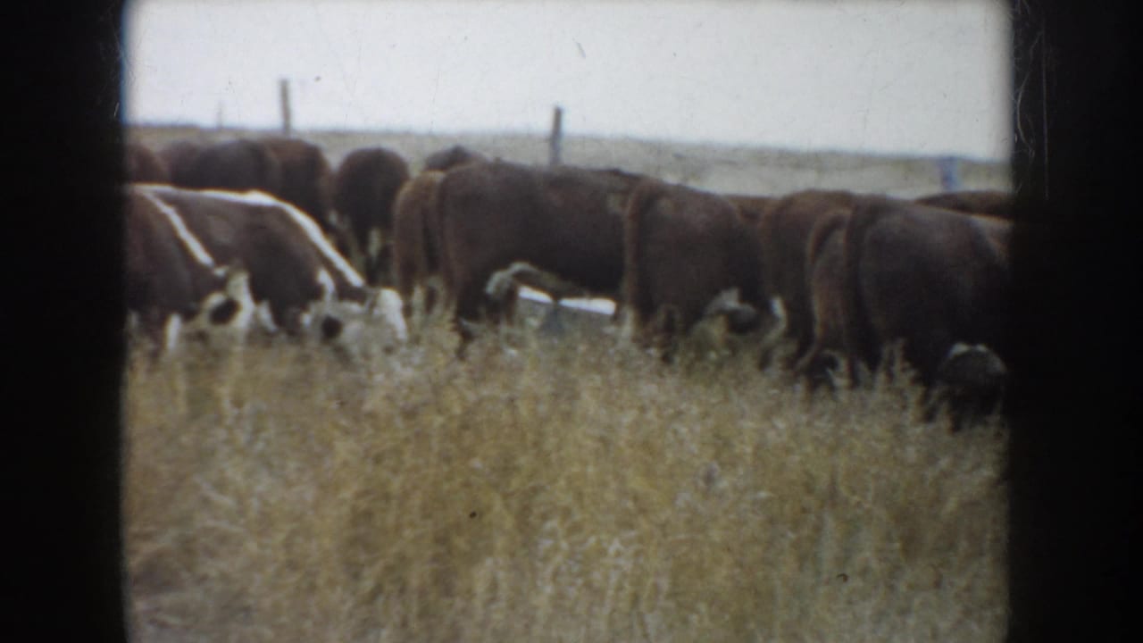 A herd of cattle grazes in tall grass near fence posts and an open horizon.