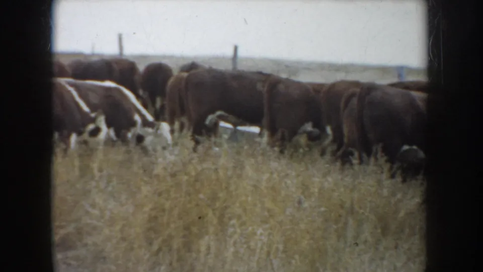 1953 South Dakota home-movie frame with cattle grazing across a prairie pasture near fence posts.