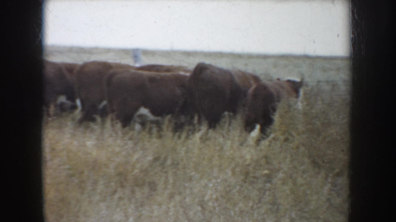 1953 South Dakota 8mm still of cattle in a dry grassy field, with open prairie land in the background.