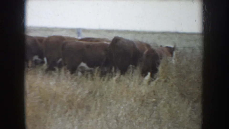 1953 South Dakota 8mm still of cattle in a dry grassy field, with open prairie land in the background.