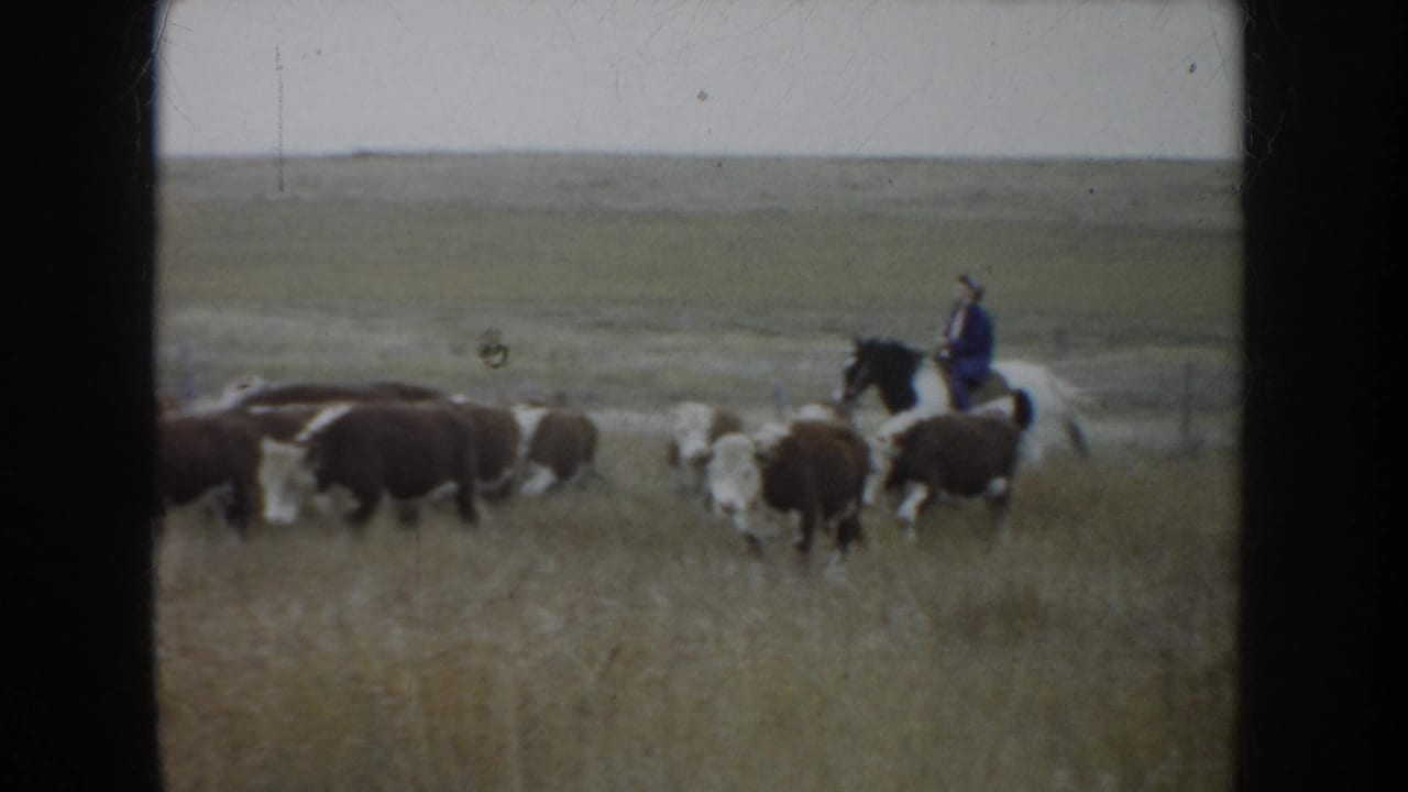 1953 South Dakota 8mm frame showing a distant cowboy on horseback guiding brown and white cattle across open grassland.
