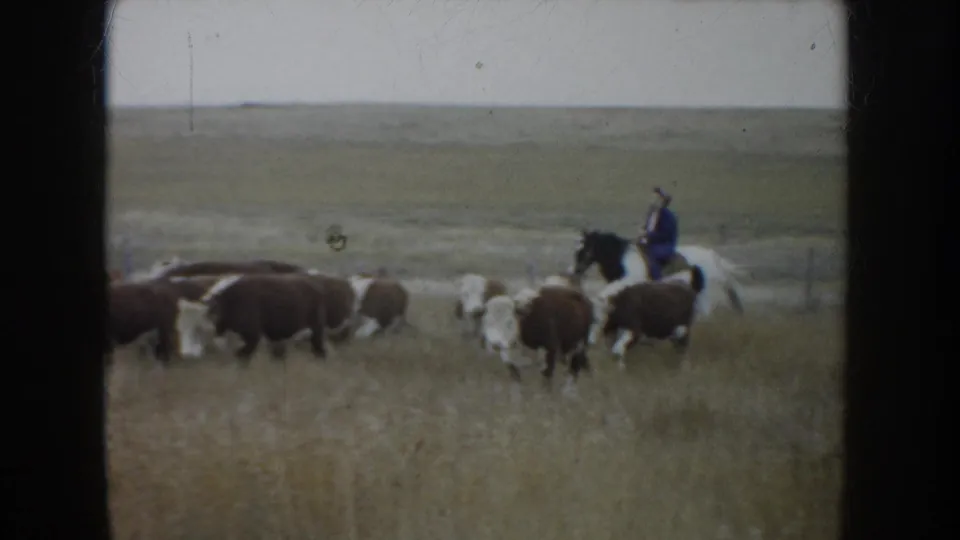 1953 South Dakota 8mm frame showing a distant cowboy on horseback guiding brown and white cattle across open grassland.