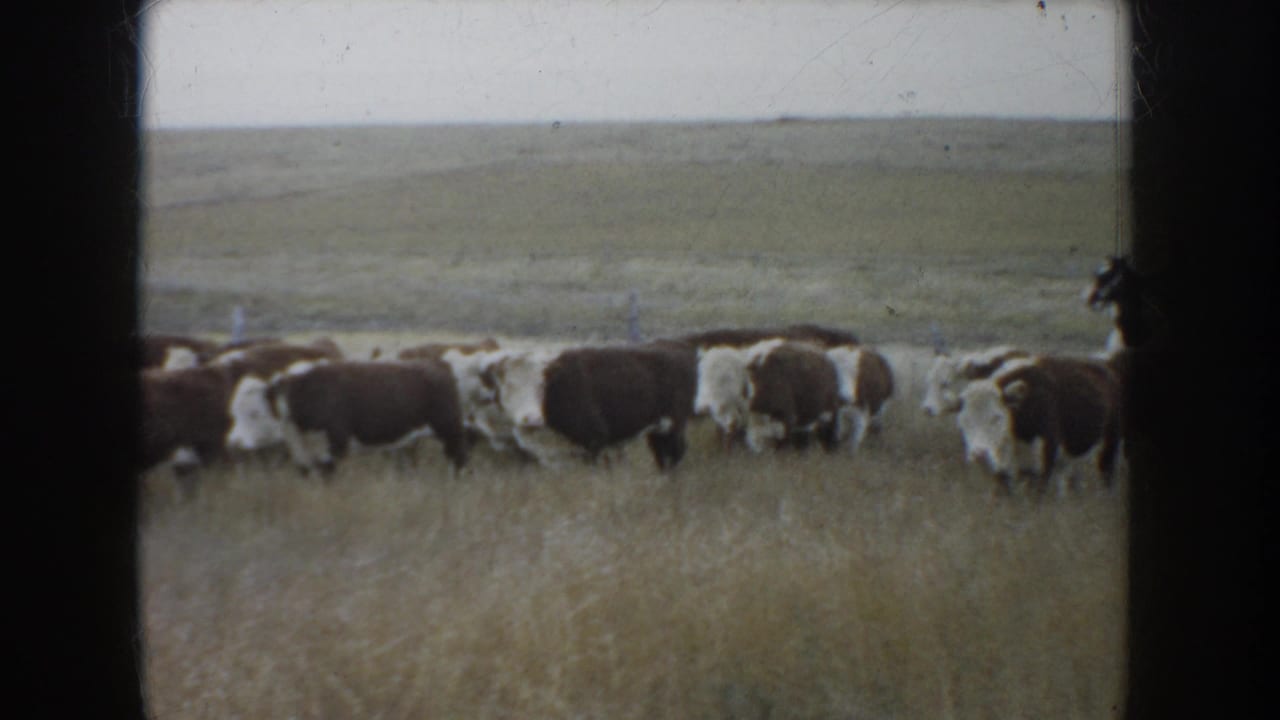 Herd of brown and white cattle crosses a grassy prairie slope.