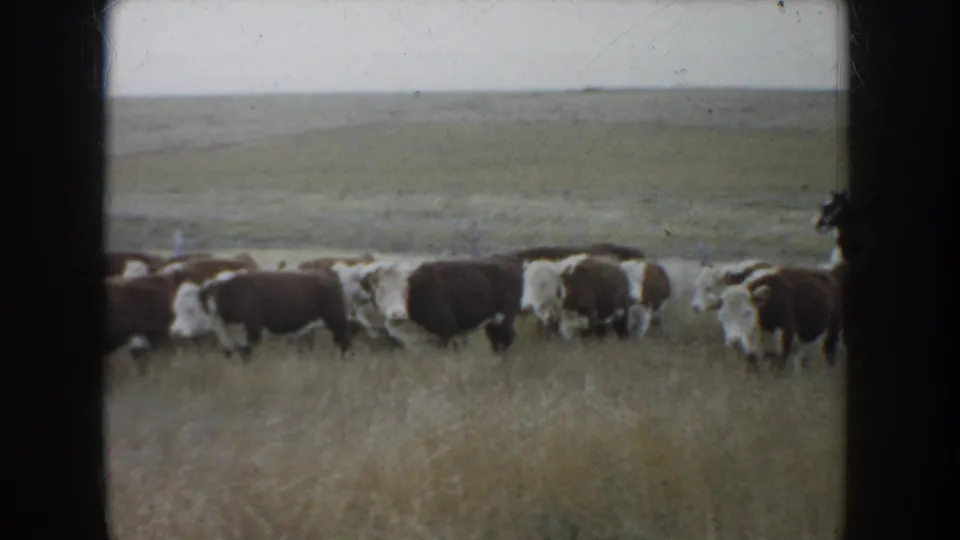 1953 South Dakota home-movie frame showing cattle spread across dry prairie with rolling grassland in the background.