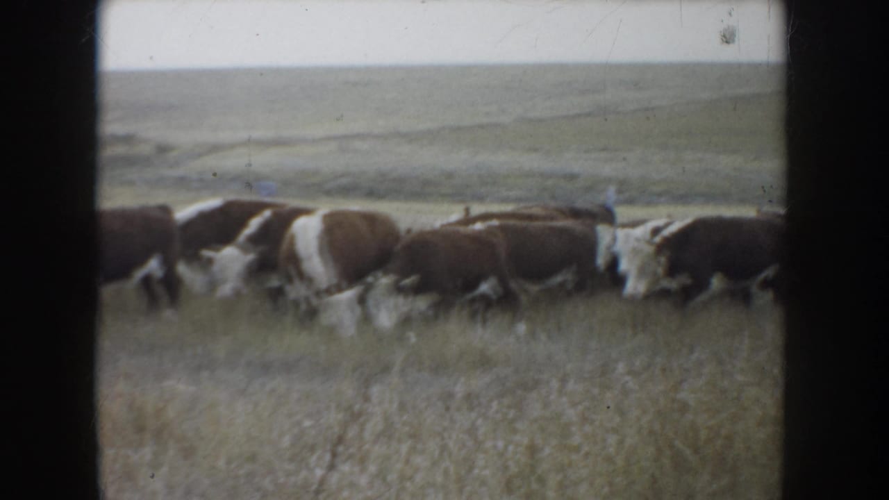1953 South Dakota 8mm frame with brown and white cattle moving close together through tall grass on open ranch land.