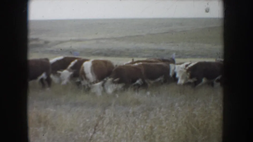 1953 South Dakota 8mm frame with brown and white cattle moving close together through tall grass on open ranch land.