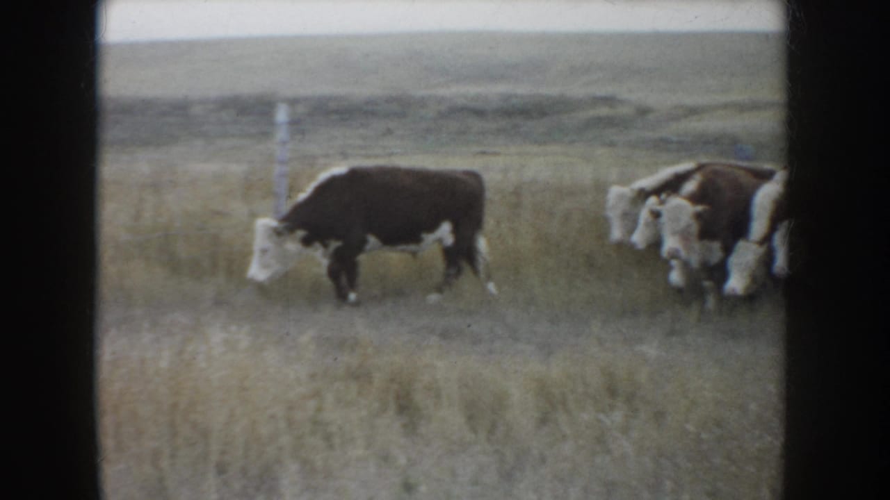 1953 South Dakota home-movie frame showing cattle moving through dry grass under a pale sky on open prairie.