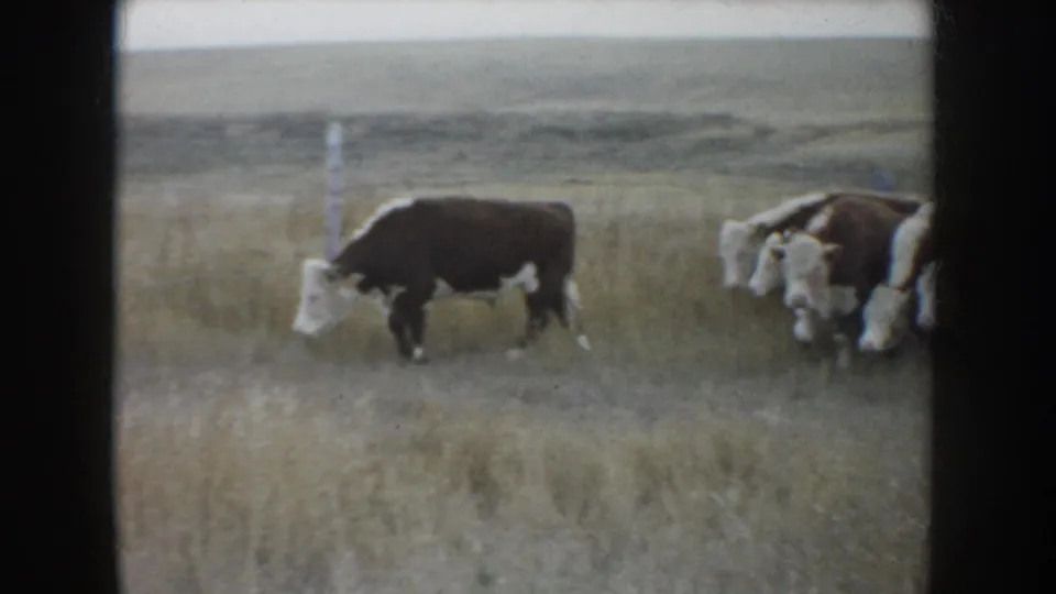 1953 South Dakota home-movie frame showing cattle moving through dry grass under a pale sky on open prairie.