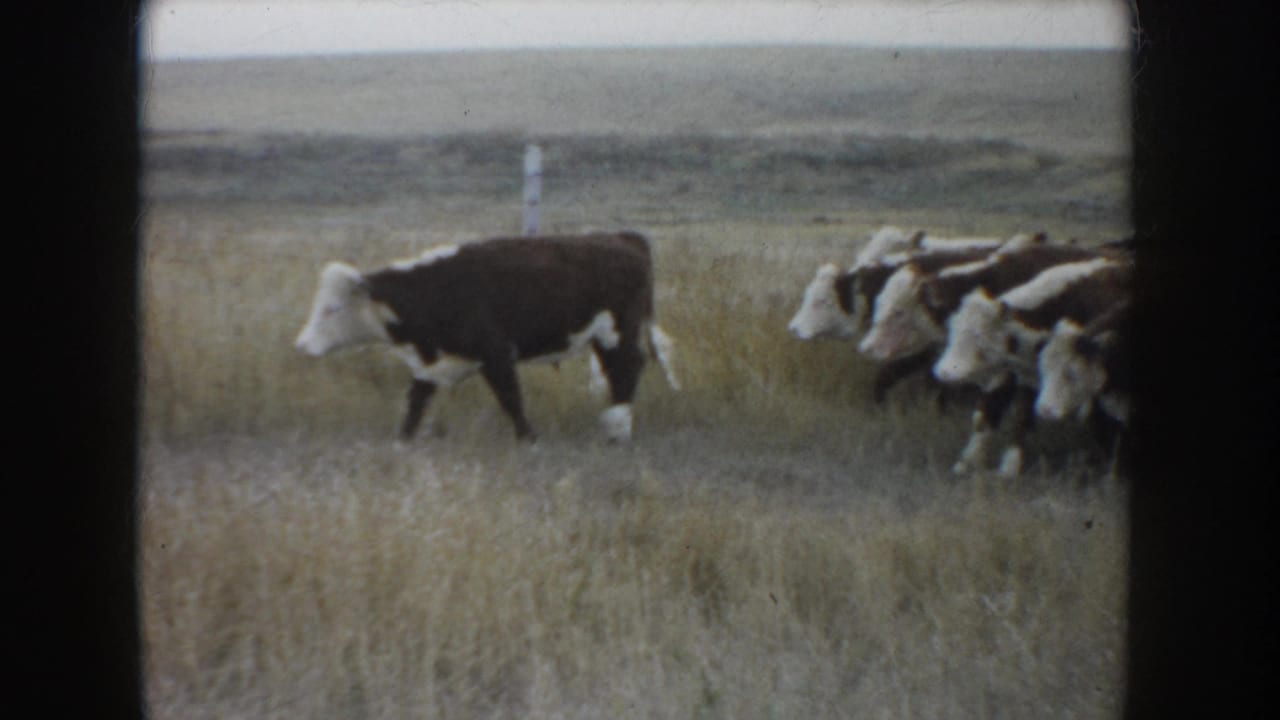 1953 South Dakota 8mm frame showing Hereford cattle moving across dry grassland with a faint fence line in the background.