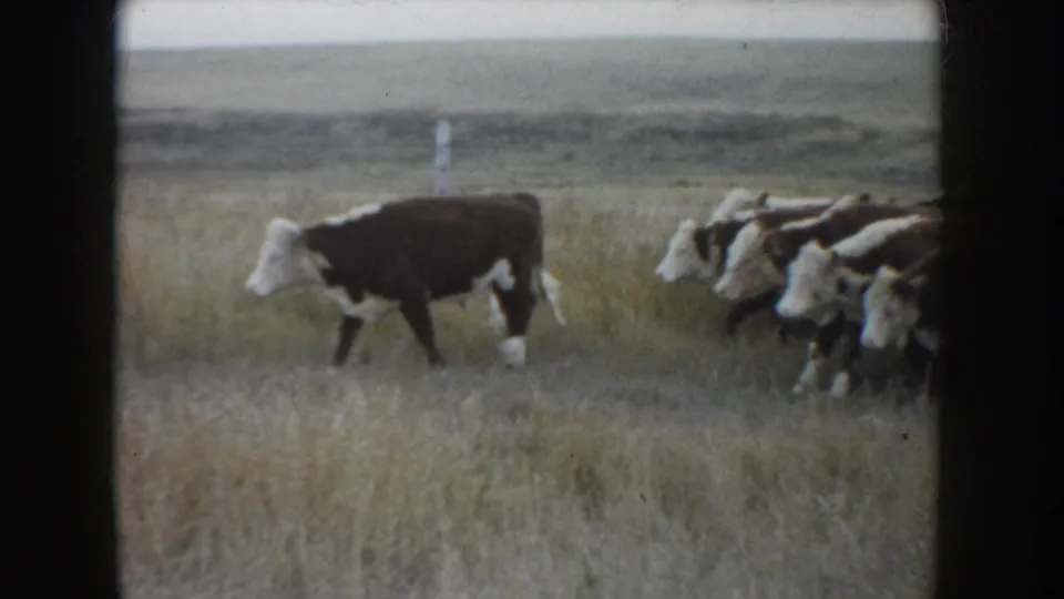 1953 South Dakota 8mm frame showing Hereford cattle moving across dry grassland with a faint fence line in the background.