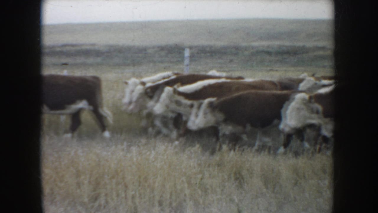 A herd of cattle crosses a grassy field, partly framed by dark film borders.