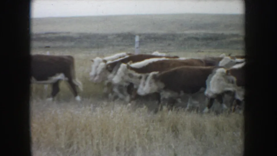 1953 South Dakota 8mm frame with a compact group of Hereford cattle walking across a dry field near a simple fence line.