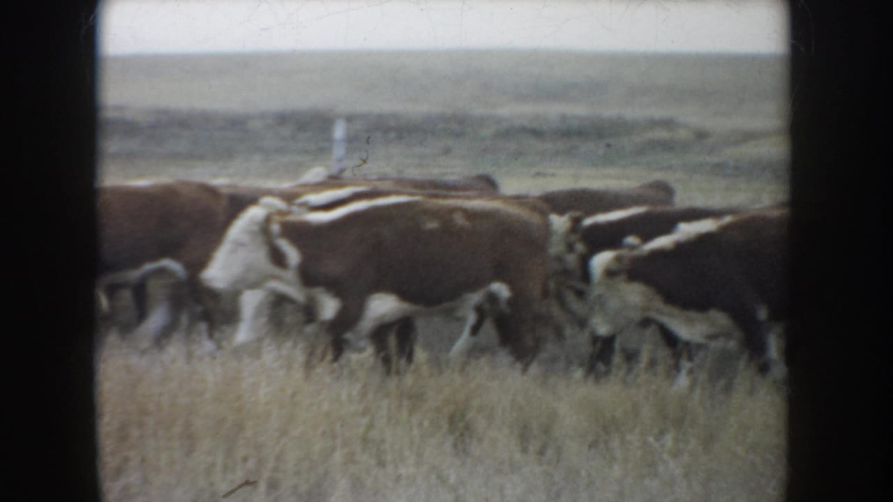 1953 South Dakota 8mm frame showing multiple Hereford cattle crossing tall dry grass with low pasture visible beyond.