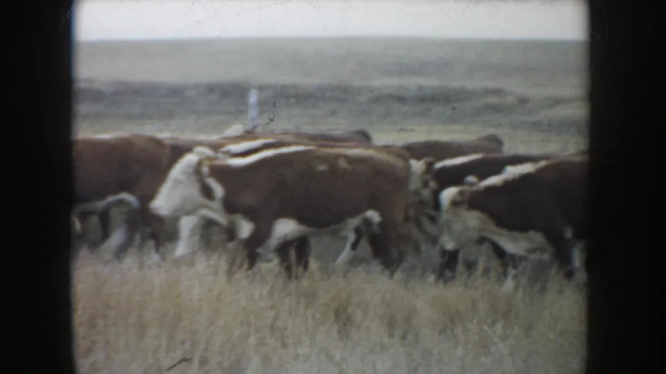 1953 South Dakota 8mm frame showing multiple Hereford cattle crossing tall dry grass with low pasture visible beyond.