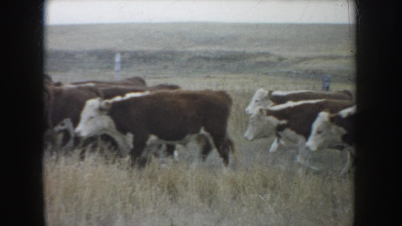 1953 South Dakota 8mm frame showing cattle continuing through dry pasture, with fence posts and open land behind them.