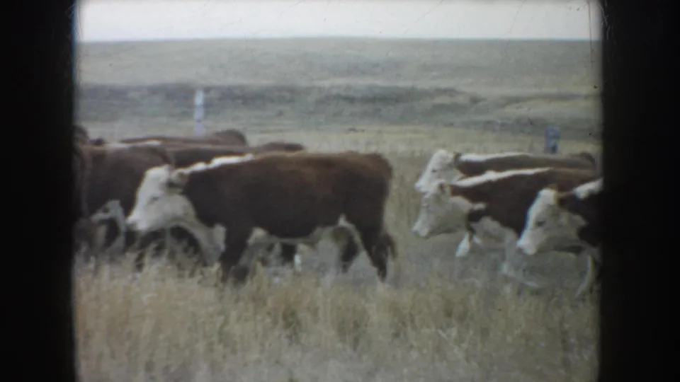 1953 South Dakota 8mm frame showing cattle continuing through dry pasture, with fence posts and open land behind them.